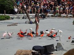 101PARC AUX OISEAUX DANS L AIN 2016 3_000048